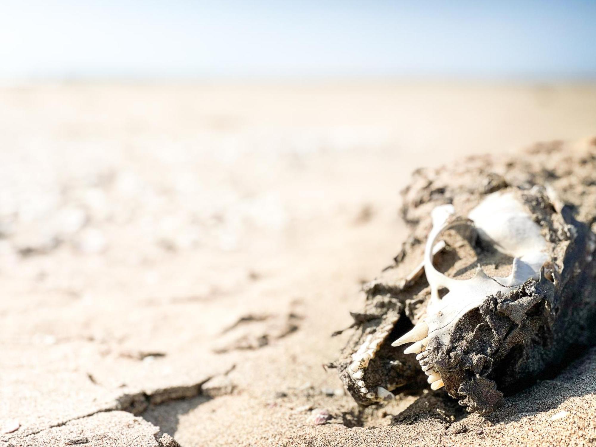Skeleton Beach Backpackers Swakopmund Bagian luar foto
